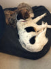 How old is your dog in human years? New equation may surprise you!