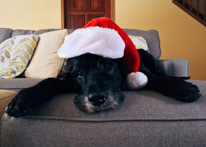 Planning for Holiday Time Away From Your Dog