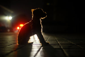 Tips to Stay Safe While Walking Your Dog in the Dark