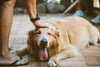 Your Dog and the Heat