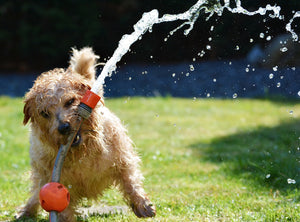Summer Fun With Your Dog