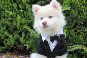 How To Include Your Dog in Your Wedding