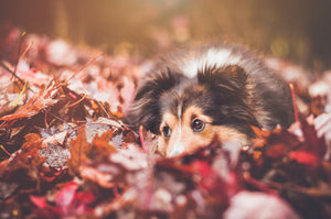 Autumn Vegetables for Dogs