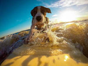 Cooling Off At The Beach With Your Dog
