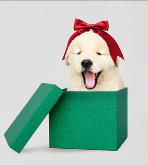 Should You Give A Dog As A Gift?