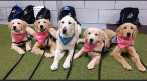 LCC K9 Dogs: Golden Comfort