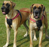Potenza Giant Dog Tre Ponti Harness - Really Good Pets Shop - Harness -  - Tre Ponti - 1